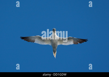 Basstölpel, fliegen, Flug, Basstölpel, Baßtölpel, Flug, Flugbild, Fliegend, Tölpel, Sula Bassana, Morus Bassanus Stockfoto