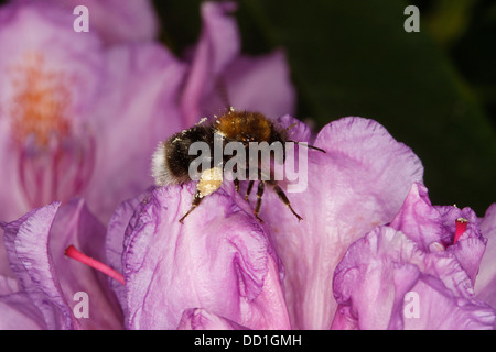 Neue Gartenhummel, Baumhummel, Hummel, Baumhummel, Bombus hypnorum, Pyrobombus hypnorum, Psithyrus hypnorum Stockfoto