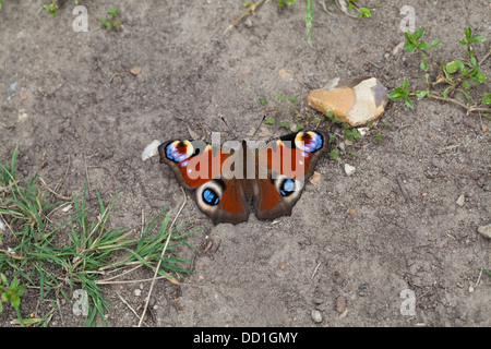 Peacock Butterfly Inachis Io. Vor kurzem entstand aus Puppen-Bühne, auf Boden. August. Norfolk. Stockfoto