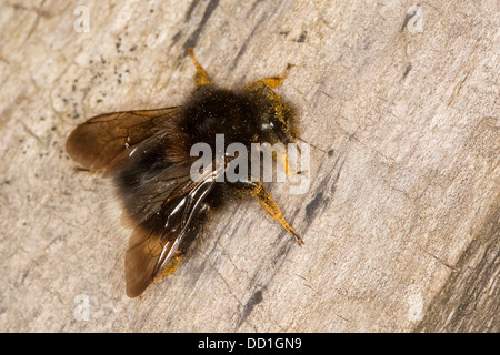 Neue Gartenhummel, Baumhummel, Hummel, Baumhummel, Bombus hypnorum, Pyrobombus hypnorum, Psithyrus hypnorum Stockfoto