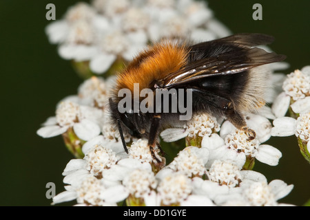 Neuer Garten Hummel, Baumhummel, Hummel, Baumhummel, Bombus Hypnorum, Pyrobombus Hypnorum, Psithyrus Hypnorum Stockfoto