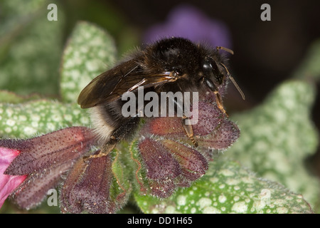 Neue Gartenhummel, Baumhummel, Hummel, Baumhummel, Bombus hypnorum, Pyrobombus hypnorum, Psithyrus hypnorum Stockfoto