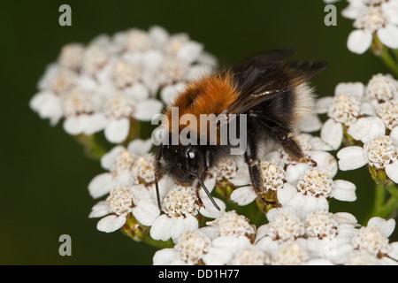 Neue Gartenhummel, Baumhummel, Hummel, Baumhummel, Bombus hypnorum, Pyrobombus hypnorum, Psithyrus hypnorum Stockfoto