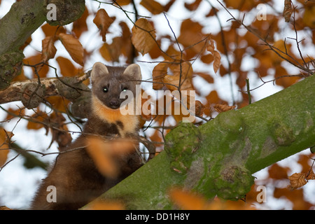 Europäischen Baummarder, Baummarder, Baum-Marder, Edelmarder, Edel-Marder, Marder, Martes Martes, Martre des pins Stockfoto