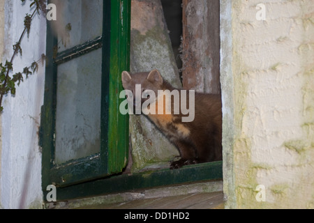 Europäischen Baummarder, Baummarder, Baum-Marder, Edelmarder, Edel-Marder, Marder, Martes Martes, Martre des pins Stockfoto