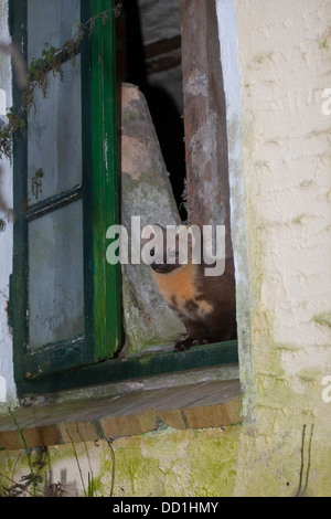 Europäischen Baummarder, Baummarder, Baum-Marder, Edelmarder, Edel-Marder, Marder, Martes Martes, Martre des pins Stockfoto