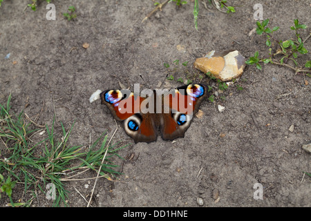 Tagpfauenauge (Inachis Io). Vor kurzem entstand aus Puppen-Bühne, auf Boden. August. Norfolk. Stockfoto