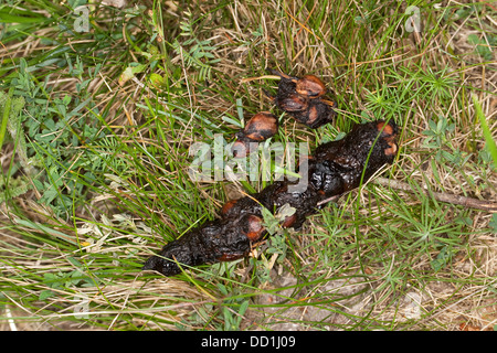 Europäischen Baummarder, Schmutz, Kot, Exkremente, Baummarder, Kot, Solucao, Sporn, Baum-Marder, Edelmarder, Marder, Martes Martes Stockfoto