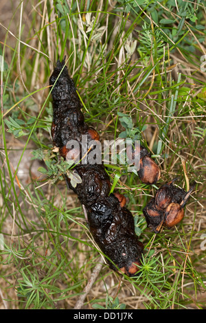 Europäischen Baummarder, Schmutz, Kot, Exkremente, Baummarder, Kot, Solucao, Sporn, Baum-Marder, Edelmarder, Marder, Martes Martes Stockfoto