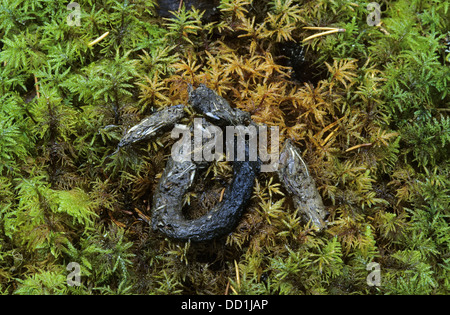 Europäischen Baummarder, Schmutz, Kot, Exkremente, Baummarder, Kot, Solucao, Sporn, Baum-Marder, Edelmarder, Marder, Martes Martes Stockfoto