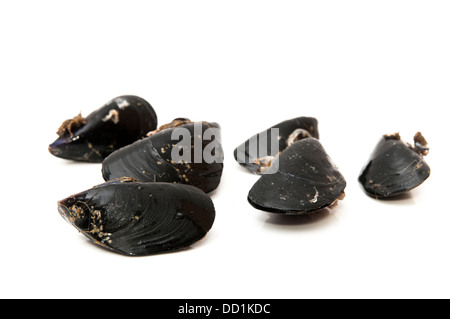 schwarze Muscheln auf weißem Hintergrund Stockfoto