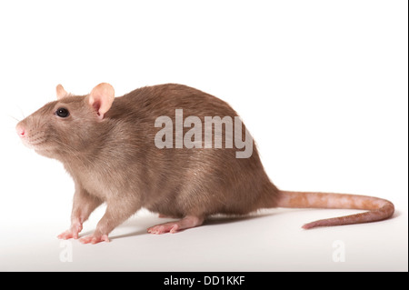 Braune Ratte, Rattus Norvegicus, Kent UK Stockfoto