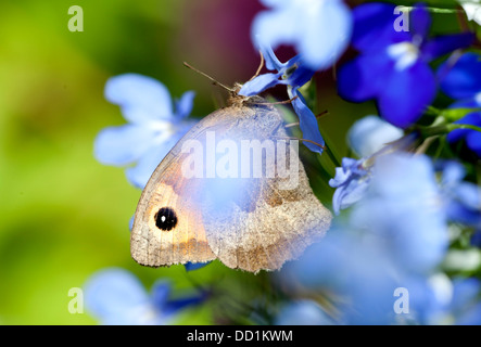 Wiese braun Schmetterling, Maniola Jurtina, Weiblich, Kent, UK Stockfoto