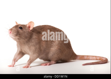 Braune Ratte, Rattus Norvegicus, Kent UK Stockfoto