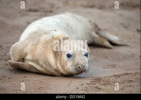 Graue Dichtung Halichoerus Grypus Donna Nook UK Stockfoto