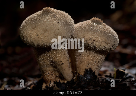 Gemeinsamen Puffball, Lycoperdon Perlatum, Woodland, UK Stockfoto