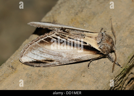 Prominente Moth - Pheosia Tremula in Ruhe schlucken Stockfoto