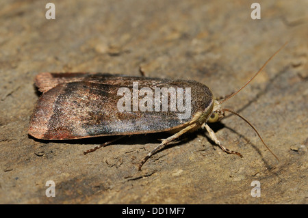 Geringerem breit gesäumt gelbes Underwing Moth - Noctua janthe Stockfoto