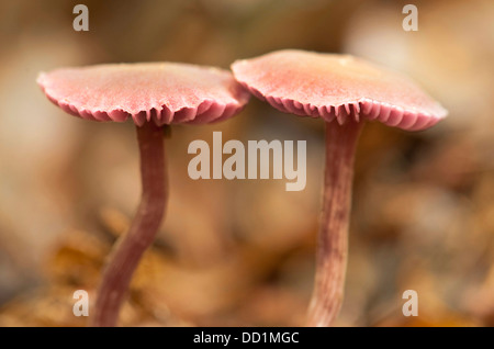 Lila Mütze, Mycena Pura, UK Stockfoto