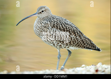 Brachvogel Numenius Arquata Lincolnshire UK Stockfoto