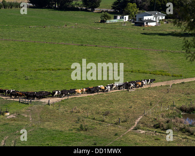 dh Ruamahanga Valley WAIRARAPA NEW ZEALAND Linie von Milchviehherden unbemannte gehen zu Melkschuppen Farm nz Kühe Vieh Stockfoto