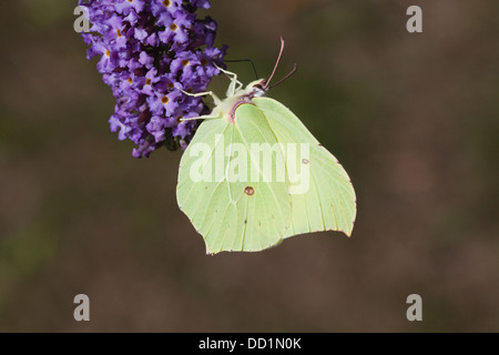 Schmetterling der Zitronenfalter (Gonepteryx Rhamni). Fütterung von Blumen Sommerflieder (Buddleja Davidii). August. Norfolk. Stockfoto