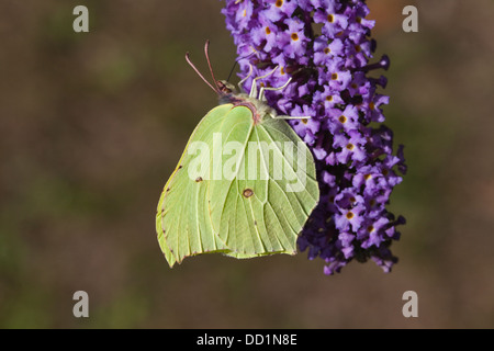 Schmetterling der Zitronenfalter (Gonepteryx Rhamni). Fütterung auf Blumen von Bush Sommerflieder (Buddleja Davidii). Stockfoto