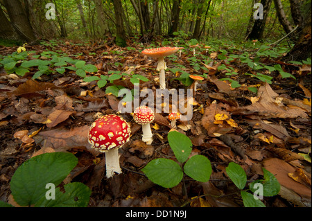 Fliegenpilz, Amanita Muscaria, Stockfoto