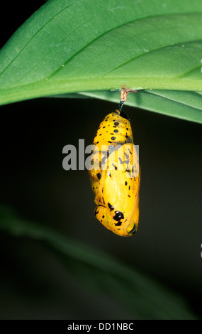Baum Nymphe Schmetterling, Idee Leuconoe, Asien, schlüpfen Sequenz Stockfoto