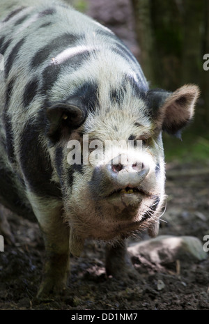 Schweine im Bowland Wild Boar Park. Chipping, Preston, UK Stockfoto