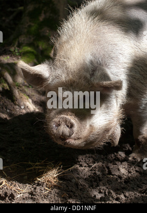 Schweine im Bowland Wild Boar Park. Chipping, Preston, UK Stockfoto