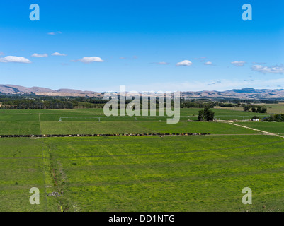 Dh Ruamahanga Tal WAIRARAPA NEUSEELAND Linie von Milchvieh Herde unbemannte zu Kühe melken auf dem Bauernhof nz Farmen Schuppen gehen Stockfoto