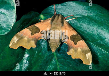 Lime Hawk Moth, Mimas Tiliae, UK Stockfoto