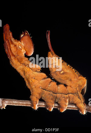 Hummer-Moth, Stauropus Fagi, Caterpillar, UK Stockfoto