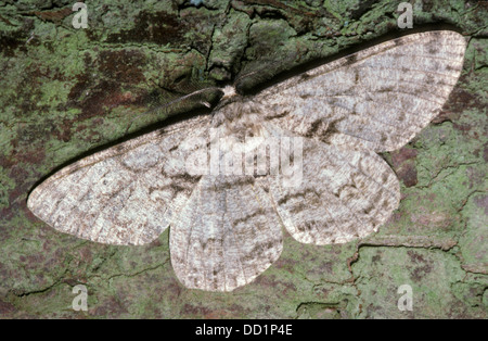 Willow Beauty Motte, Peribatodes Rhomboidaria, UK Stockfoto