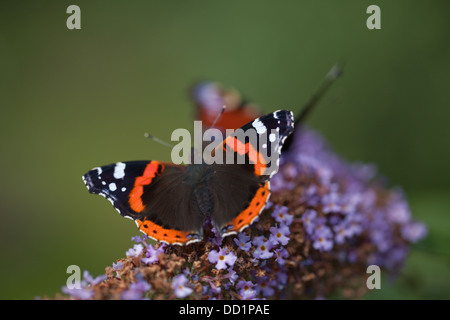 Butterfly Red Admiral (Vanessa Atalanta). Aus den Blüten des Sommerflieders Fütterung. Stockfoto