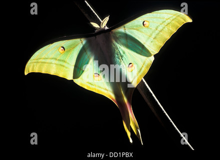 Indische Mondmotte, Actias Selene, Asien Stockfoto