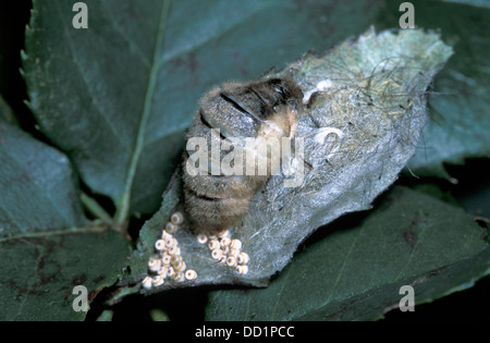 Vapourer Motte, Orgyia Antigua, UK, Stockfoto