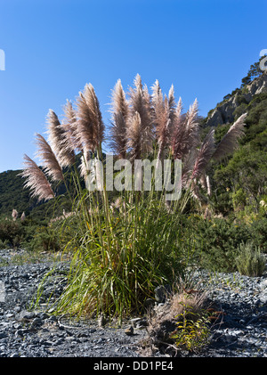 dh Toetoe AUSTRODERIA FLORA Neuseeland Toi Toi Rasen Büschel Stockfoto