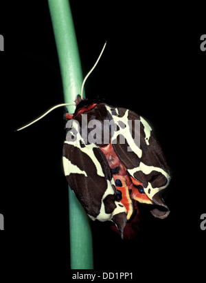 Garten Tiger Moth, Arctia Caja, UK Stockfoto