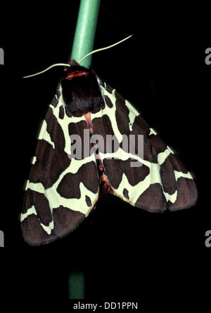 Garten Tiger Moth, Arctia Caja, UK Stockfoto