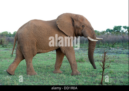 Afrikanischer Elefant (Loxodonta Africana Africana), Madikwe Game Reserve, Südafrika Stockfoto