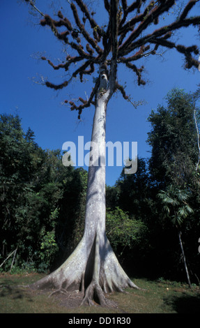 Kapok oder Silk Cotton Tree, Ceiba Pentandra, Guatemala Stockfoto