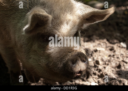 Schweine im Bowland Wild Boar Park. Chipping, Preston, UK Stockfoto