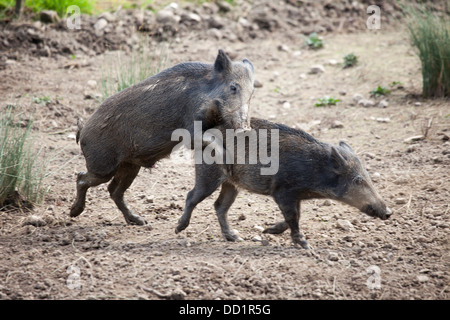 Junge Schweine an die Firma Bowland Wildschwein Park. Chipping, Preston, Großbritannien Stockfoto