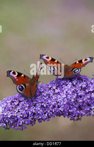 Peacock Schmetterlinge (Inachis Io). Einnahme von Nektar aus den Blüten des Sommerflieders (Buddleja Davidii). August. Norfolk. Stockfoto