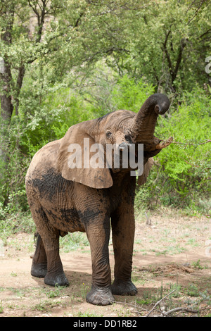 Afrikanischer Elefant (Loxodonta Africana Africana), Madikwe Game Reserve, Südafrika Stockfoto