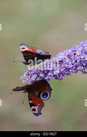 Peacock Schmetterlinge (Inachis Io). Einnahme von Nektar aus den Blüten des Sommerflieders (Buddleja Davidii). August. Norfolk. Stockfoto