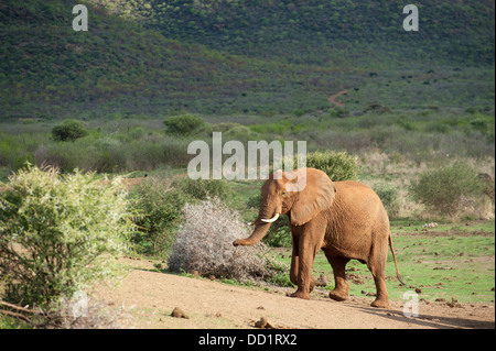 Afrikanischer Elefant (Loxodonta Africana Africana), Madikwe Game Reserve, Südafrika Stockfoto