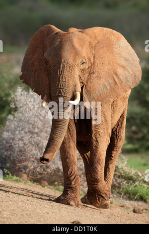 Afrikanischer Elefant (Loxodonta Africana Africana), Madikwe Game Reserve, Südafrika Stockfoto